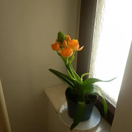Calendula Rubic * Spalato