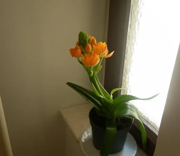 Calendula Rubic * Сплит